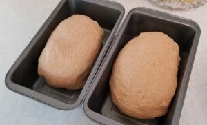 Uncooked bread dough in 2 pans on a counter top.
