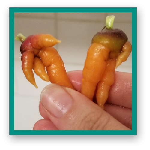 My first attempt at growing carrots in my small home garden was... interesting. Despite using fresh loose garden soil, half of my little finger carrots went on a super forking frenzy.