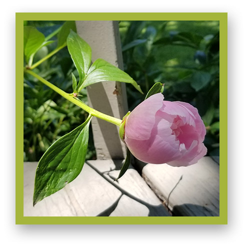 Lovely delicate pink peony flower peeking through the rails onto our deck.